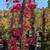 Bougainvillea 5 thumbnail