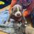 Baby albino blue noes pit bull 3 thumbnail