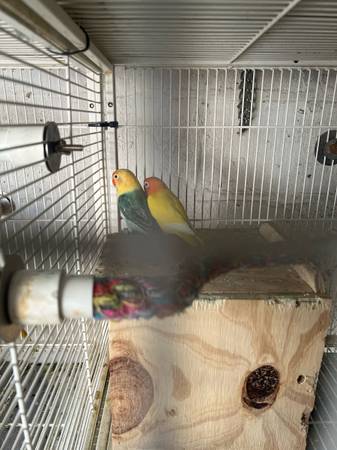 Lovebirds 1