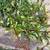 $5 Each — Perennial plants for sale —- 6 thumbnail