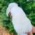 Mini Lop Bunny 3 thumbnail