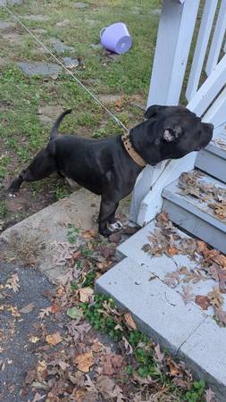 Male Pitbull 2 Years old (Chevy Chase)