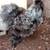 Rehoming silkie roosters 2 thumbnail