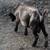NIGERIAN DWARF POLLED BUCKLING 11 thumbnail