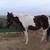 Paint Gelding 4 thumbnail