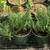 Rosemary plants 2 thumbnail