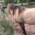 Tanquery Blue Boon 2019 Grulla Stallion 6 thumbnail