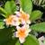 Plumerias 12 thumbnail