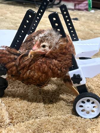 HELP TRYING TO SAVE MY CHICKEN (Seltzer)64307334366721121