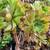 Mature Succulents For Landscaping 21 thumbnail
