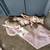 Hi i have 3 Chihuahua mix puppies 4 thumbnail