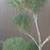 Topiary juniper with multiple balls tree 7 thumbnail