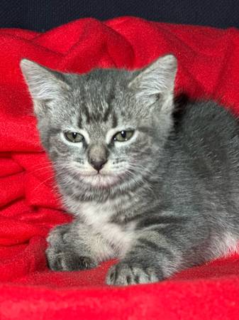 ¡Cinco adorables y mullidos gatitos grises buscan un nuevo hogar amoroso! (Portland)63842530489729123