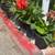 Plant sale Huge ! 14 thumbnail