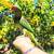 Indian Ringneck Alexandrine Parrot Tame 4 thumbnail
