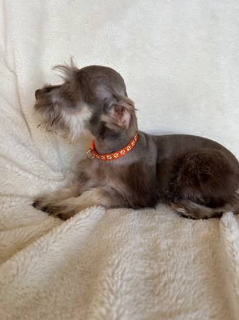 Cachorro de Schnauzer enano602121180587632649