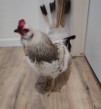 Easter Egger Mix Rooster "Bossa Nova" 1