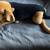 Large Bloodhound Stuffed Animal 1 thumbnail