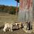 Pygmy goats for sale 4 thumbnail