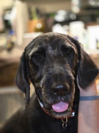 Rehoming - 50 $ (Abbeville)63440350011137122