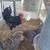 Dozen hatching eggs 1 thumbnail