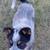 Australian Cattle dog puppy (blue heeler) 4 thumbnail