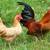 Nankin Bantam Hens and Roosters 1 thumbnail
