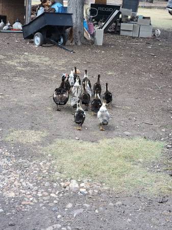 Muscovy ducks 1
