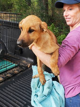 Free Puppies-Shepard Mix (Barton)63748469884547122