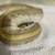 Soul Sucker Ball Python 4 thumbnail
