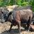 Angus Heifers 4 thumbnail