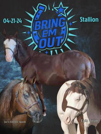 GUNNER,QUARTER, HORSE, STUD,COLT,SPLASH 1