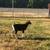 Feeder goats 2 thumbnail