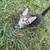 Adorable, friendly kittens for adoption 1 thumbnail
