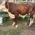 Braford Bull 7 thumbnail