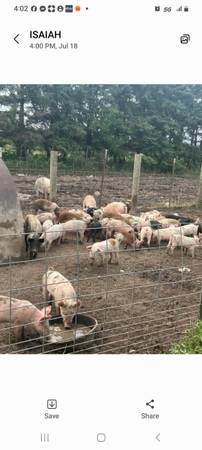Feeder Pigs 1