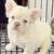 Frenchies frenchies frenchies 2 thumbnail