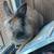 Lion head female rabbit 3 thumbnail