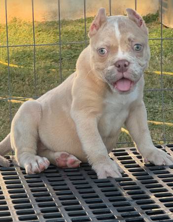 Cachorros American Bully (Bullies)63372790036611122