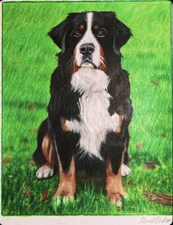 The Bernese Mountain Dog-Original Painting 1
