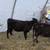 Heifer Calves 4 thumbnail
