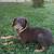 Doberman 2 thumbnail