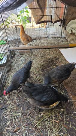 Free Roosters 1