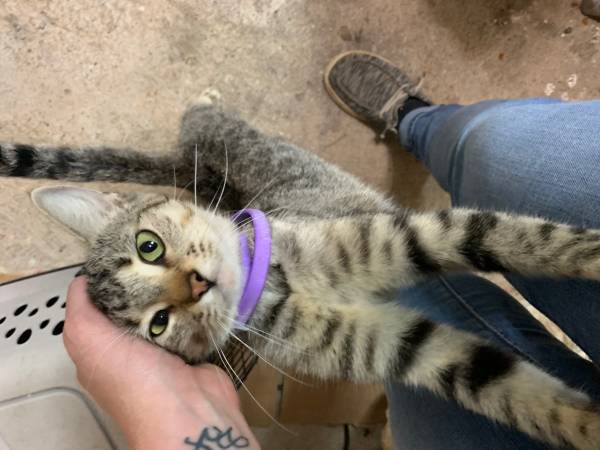 Rehoming two cats (Wichita Falls)63852007461379121