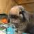Purebred Holland Lop Does 1 thumbnail