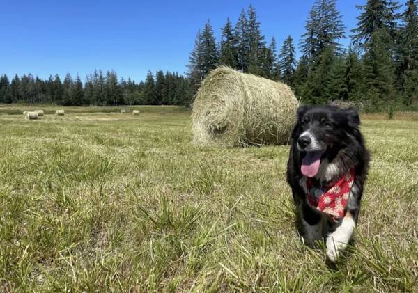 First Cut Hay 1