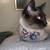 Female Siamese cat 3 thumbnail