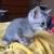 KITTENS FOR SALE 3 thumbnail