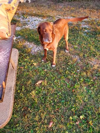 Free to good home (Clinton Mo)63791636080001120