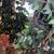 2 BIG 7 & 6-3 Foot Artificial Fake FICUS Silk Leaf Faux Plant Tree 16 thumbnail